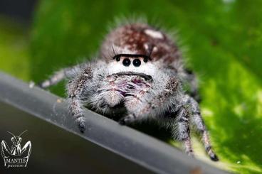 Spinnen und Skorpione kaufen und verkaufen Foto: Phidippus regius “Bahamas andros”