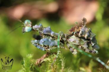 Insekten kaufen und verkaufen Foto: Majangella moultoni pairs 