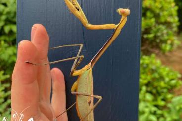 Insekten kaufen und verkaufen Foto: Tisma freyi pairs available
