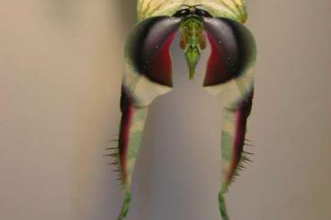Insects kaufen und verkaufen Photo: Chlidonoptera, Hymenopus, Idolomantis