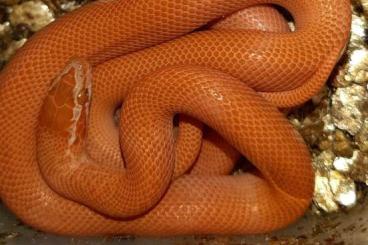 Schlangen kaufen und verkaufen Foto: Boaedon fuliginosus Albino Red Kenya