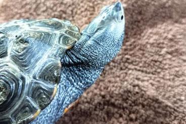 Turtles kaufen und verkaufen Photo: Malaclemys terrapin NZ2022 abzugeben Turtles kaufen und verkaufen Photo: Malaclemys terrapin NZ2022 abzugeben