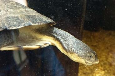 Turtles kaufen und verkaufen Photo: Mesoclemmys gibba abzugeben Turtles kaufen und verkaufen Photo: Mesoclemmys gibba abzugeben