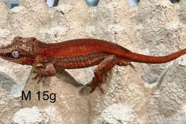 Geckos kaufen und verkaufen Foto: Rhacodactylus auriculatus 2024 Geckos kaufen und verkaufen Foto: Rhacodactylus auriculatus 2024