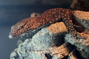 Warane kaufen und verkaufen Foto: Iam looking for Varanus Kingorum and more.... Warane kaufen und verkaufen Foto: Iam looking for Varanus Kingorum and more....