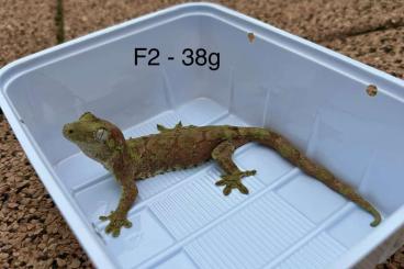Geckos kaufen und verkaufen Photo: Mainland Chahoua males and females.... Geckos kaufen und verkaufen Photo: Mainland Chahoua males and females....
