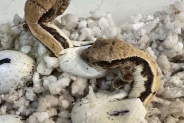 Geckos kaufen und verkaufen Photo: Ciliatus...crested geckos... Geckos kaufen und verkaufen Photo: Ciliatus...crested geckos...