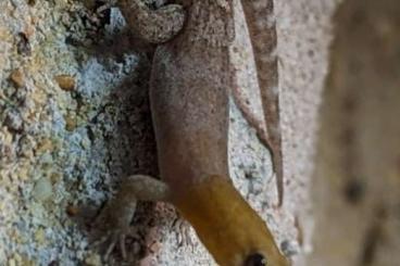 Geckos kaufen und verkaufen Photo: Gonatodes Nachzuchten abzugeben