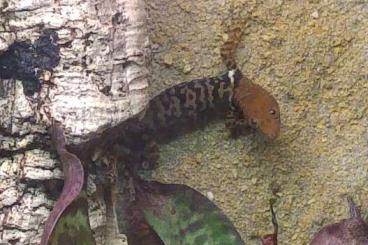 Geckos kaufen und verkaufen Photo: Gonatodes - Nachzuchten abzugeben Geckos kaufen und verkaufen Photo: Gonatodes - Nachzuchten abzugeben