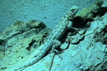 Lizards kaufen und verkaufen Photo: Biete 3.3 Sceloporus malachiticus Lizards kaufen und verkaufen Photo: Biete 3.3 Sceloporus malachiticus