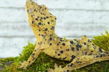 Lizards kaufen und verkaufen Photo: C. Ciliatus Kronengeckos 