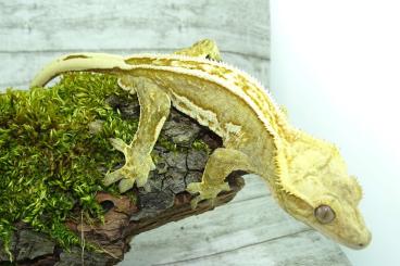 Geckos kaufen und verkaufen Foto: C. Ciliatus Kronengeckos crested geckos