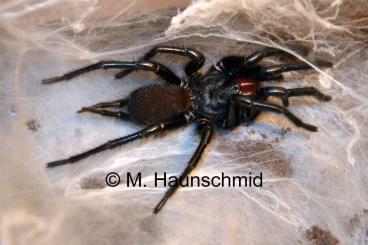 Spiders and Scorpions kaufen und verkaufen Photo: 0.0.20 M. gigas ~1cm KL; NUR für Hamm, 11.06.2022
