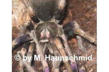 Spinnen und Skorpione kaufen und verkaufen Foto: Pamphobeteus ultramarinus; ENZ, ~1,7cm Body