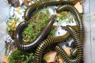 Myriapoda kaufen und verkaufen Foto: 1.0 Spirobolus bungii gesucht