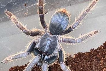 - bird spiders kaufen und verkaufen Photo: Ornithoctoninae spec Vietnam Silver