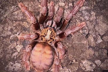 Spiders and Scorpions kaufen und verkaufen Photo: Phormingochilus spec Sabah Red Spiders and Scorpions kaufen und verkaufen Photo: Phormingochilus spec Sabah Red