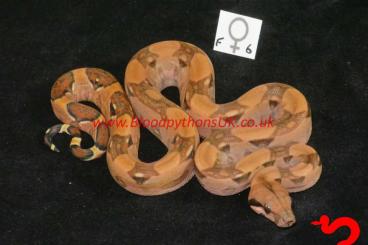 Boas kaufen und verkaufen Photo: Double Het Fire Opal and Blood Boa 100% Sharp Albino (Jungle)