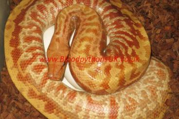 Pythons kaufen und verkaufen Foto: Blood Pythons, Python Brongersmai