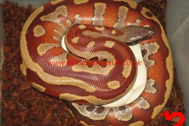 Pythons kaufen und verkaufen Foto: Blood Pythons, Python Brongersmai