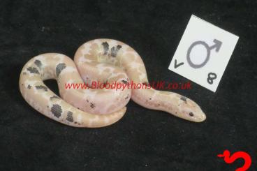 Boas kaufen und verkaufen Foto: Kenyan Sand Boa Morphs For March Hamm