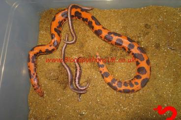 Boas kaufen und verkaufen Photo: Kenyan Sand Boa Morphs E c loveridgei