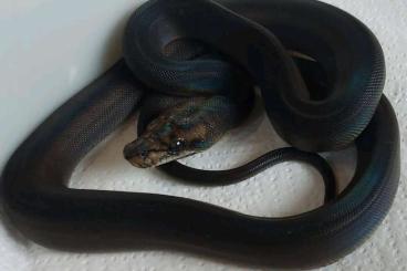 Pythons kaufen und verkaufen Photo: golden motley - supermotley golden - supermotley reticulated python