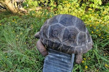 Turtles and Tortoises kaufen und verkaufen Photo: Aldabra tortoises for hamm or houten Turtles and Tortoises kaufen und verkaufen Photo: Aldabra tortoises for hamm or houten