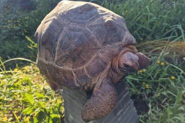 Tortoises kaufen und verkaufen Photo: Several aldabrachelys gigantea aldabra tortoise