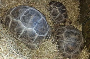 Turtles and Tortoises kaufen und verkaufen Photo: Nice Aldabra giant tortoises Turtles and Tortoises kaufen und verkaufen Photo: Nice Aldabra giant tortoises