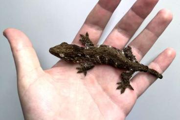 Geckos kaufen und verkaufen Photo: Rhacodactylus leachianus - koghis