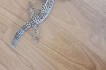 Lizards kaufen und verkaufen Photo: Leopardgecko Weibchen abzugeben Lizards kaufen und verkaufen Photo: Leopardgecko Weibchen abzugeben