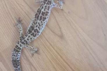 Echsen kaufen und verkaufen Foto: 3 Leopardgecko Weibchen abzugeben Echsen kaufen und verkaufen Foto: 3 Leopardgecko Weibchen abzugeben