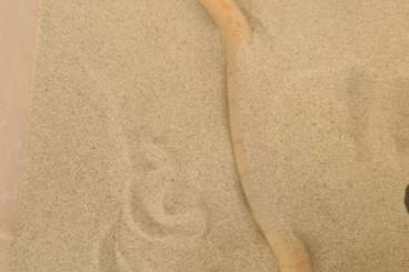 Boas kaufen und verkaufen Foto: Zuchtgruppe Sandboa albino & snow Boas kaufen und verkaufen Foto: Zuchtgruppe Sandboa albino & snow