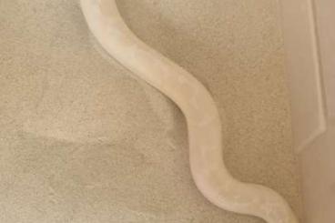 Boas kaufen und verkaufen Photo: Zuchtgruppe Sandboa snow & albino (gongylophis colubrinus loveridgei) Boas kaufen und verkaufen Photo: Zuchtgruppe Sandboa snow & albino (gongylophis colubrinus loveridgei)