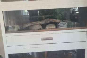 Supplies kaufen und verkaufen Photo: XXL Terrariumwand - Terrarium - Terrarien - Reptilien Supplies kaufen und verkaufen Photo: XXL Terrariumwand - Terrarium - Terrarien - Reptilien