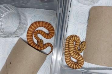 Schlangen kaufen und verkaufen Foto: Acantophis rugosus Dajarra cb 23