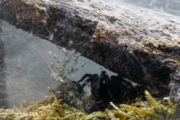 echte Webspinnen kaufen und verkaufen Foto: Wasserjagdspinne  Ancylometes bogotensis
