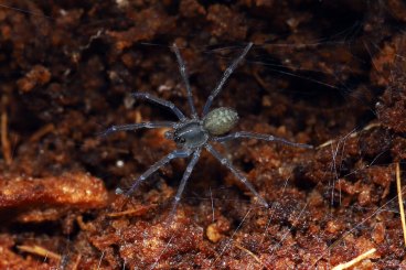 Spiders and Scorpions kaufen und verkaufen Photo: Ctenidae sp. Mamfe Road !! Spiders and Scorpions kaufen und verkaufen Photo: Ctenidae sp. Mamfe Road !!