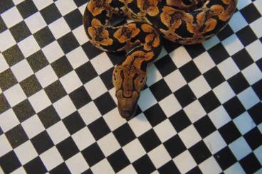 Snakes kaufen und verkaufen Photo: Biete Acrantophis dumerili, adult, simi-adult und Babies