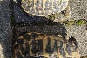 Landschildkröten kaufen und verkaufen Foto: Testudo hermanni hermanni pair