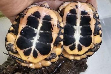 Turtles kaufen und verkaufen Photo: Clemmys guttata cb 2024 males Turtles kaufen und verkaufen Photo: Clemmys guttata cb 2024 males