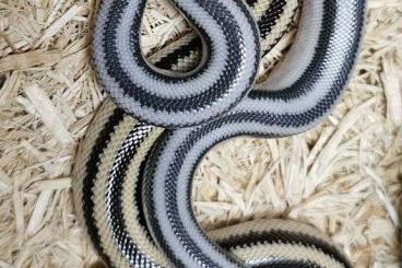 Schlangen kaufen und verkaufen Photo: Suche Eryx johnii alle Farbmorphen