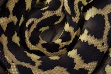 Schlangen kaufen und verkaufen Foto: Morelia spilota harrisoni 
