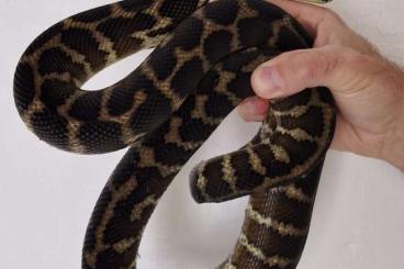 Snakes kaufen und verkaufen Photo: Morelia spilota harrisoni. Snakes kaufen und verkaufen Photo: Morelia spilota harrisoni.