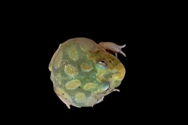Frösche  kaufen und verkaufen Foto: Pacmans Frosche budget frogs