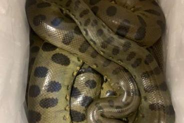 Boas kaufen und verkaufen Photo: Grune anaconda eunectes murinus 