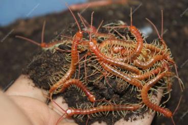 Myriapoda kaufen und verkaufen Photo: Cb scolopendra gigantea and galapagoensis 