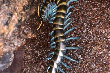 Myriapoda kaufen und verkaufen Photo: Scolopendras paradoxa,gigantea,hainanum,…