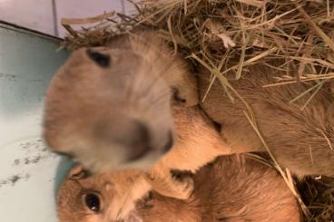 Exotic mammals kaufen und verkaufen Photo: Baby black tail prairie  dogs 